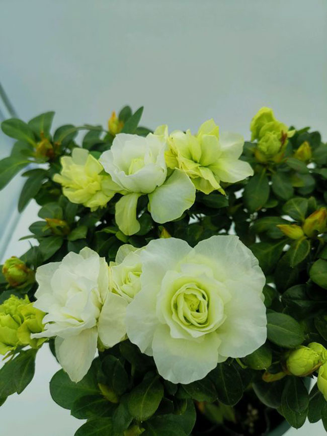 1576287580397664.jpg 杜鹃花.jpg