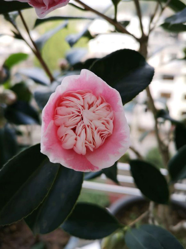 1576287593948074.jpg 茶花冬季3.jpg