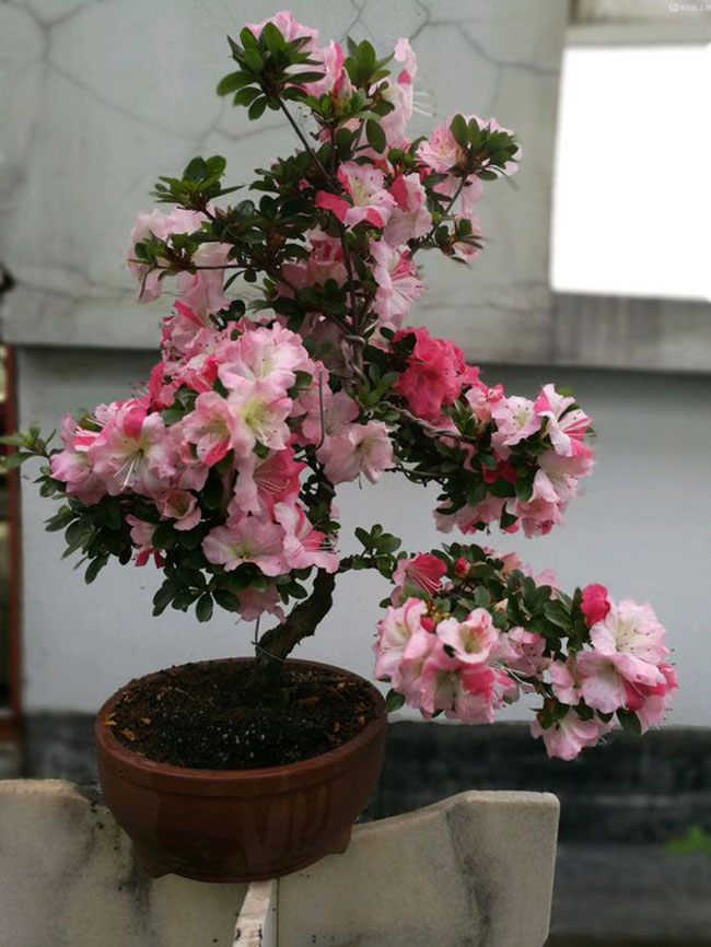 1576287608661549.jpg 杜鹃花2.jpg