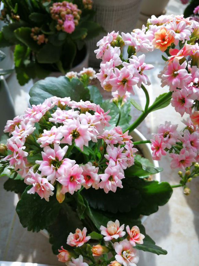 1576287624794662.jpg 长寿花冬季.jpg
