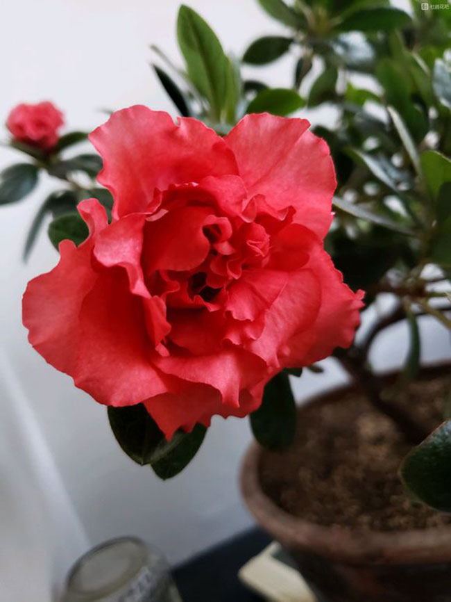 1576287664333911.jpg 杜鹃花3.jpg