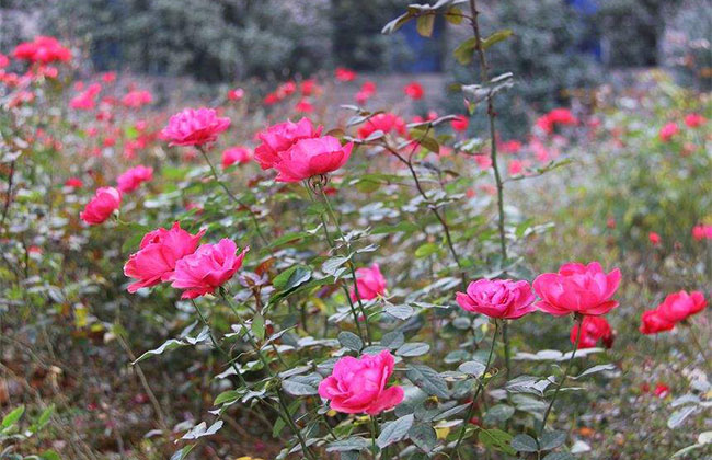 21朵玫瑰的花语是什么?21朵玫瑰的寓意和象征 21朵玫瑰的花语是什么?21朵玫瑰的寓意和象征