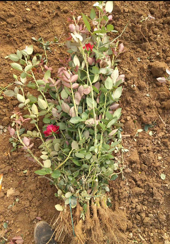 21朵玫瑰的花语是什么?21朵玫瑰的寓意和象征 21朵玫瑰的花语是什么?21朵玫瑰的寓意和象征