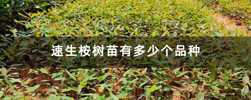 速生桉树苗有多少个品种 速生桉树苗有多少个品种