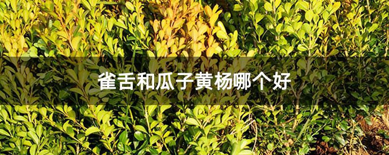 雀舌和瓜子黄杨哪个好 雀舌和瓜子黄杨哪个好