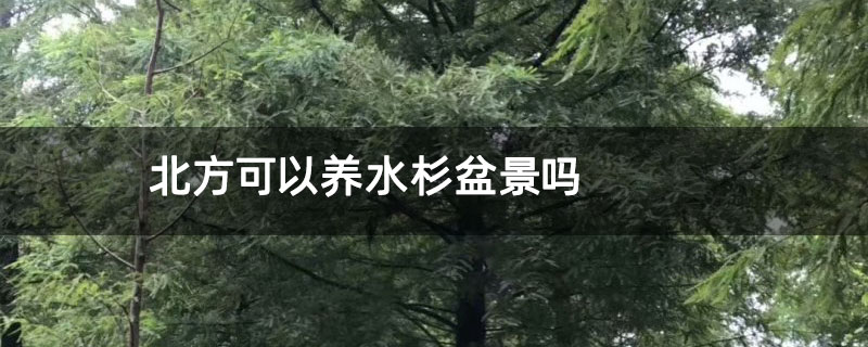 北方可以养水杉盆景吗 北方可以养水杉盆景吗