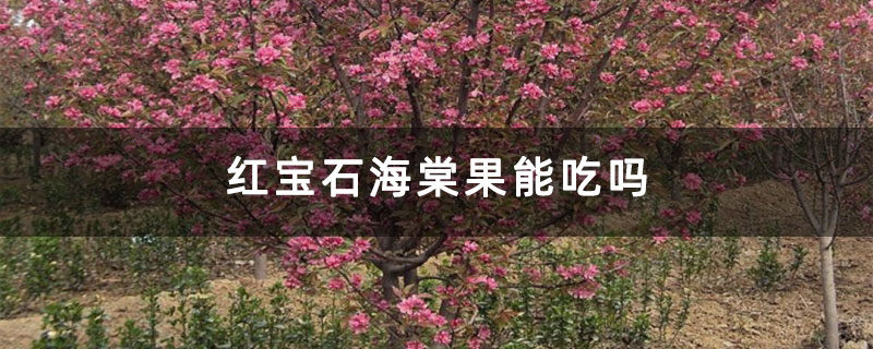 红宝石海棠果能吃吗 红宝石海棠果能吃吗