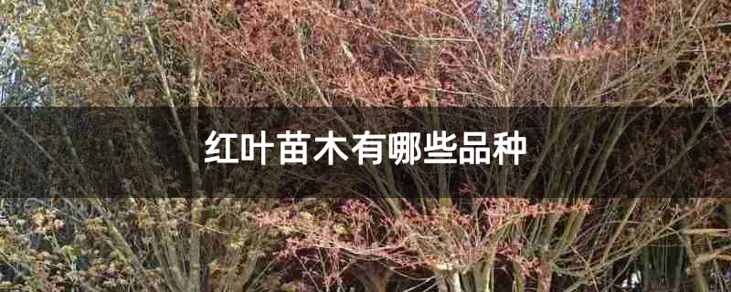红叶苗木有哪些品种 红叶苗木有哪些品种