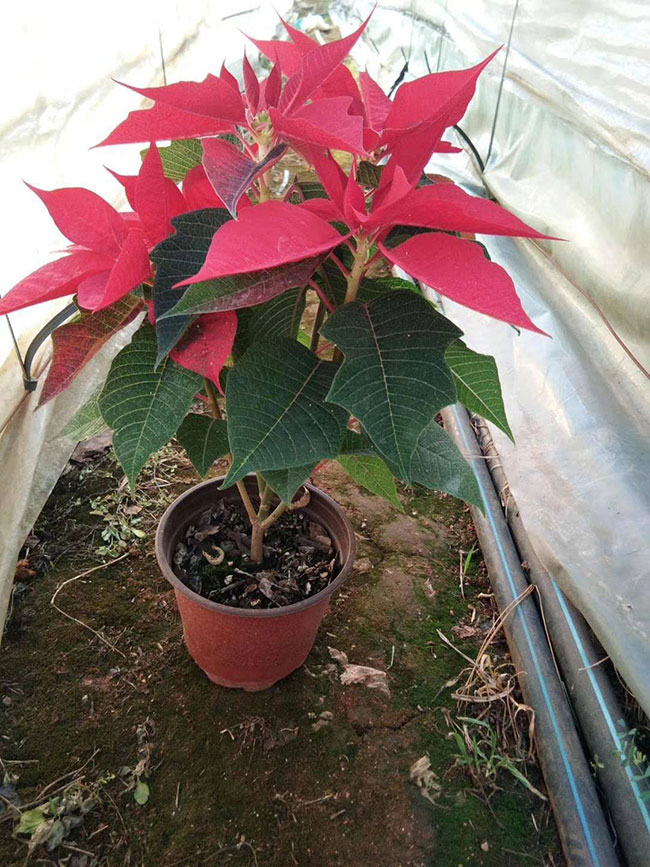 一品红有毒吗 一品红有毒吗