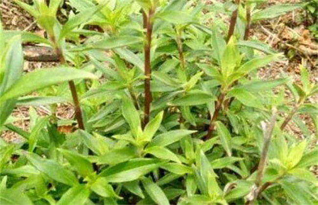 龙胆草亩产多少斤?高产龙胆草种植技术 龙胆草亩产多少斤?高产龙胆草种植技术