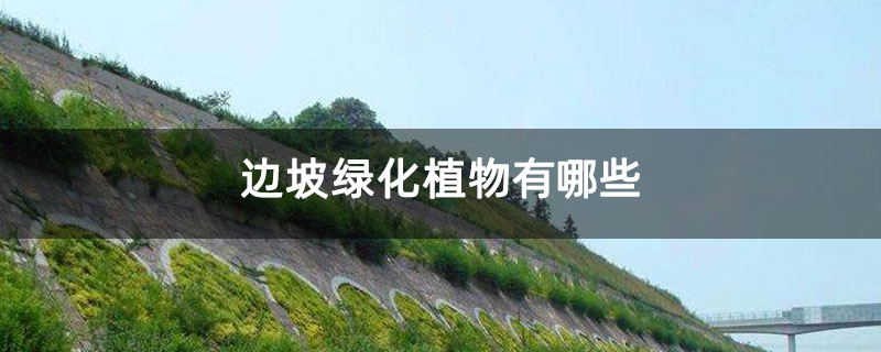 边坡绿化植物有哪些 边坡绿化植物有哪些