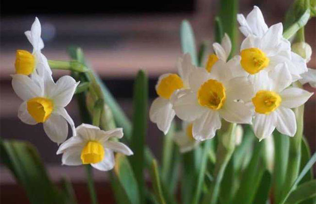 一、水仙花的花语是什么?