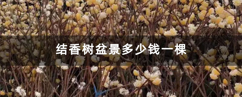 结香树盆景多少钱一棵 结香树盆景多少钱一棵