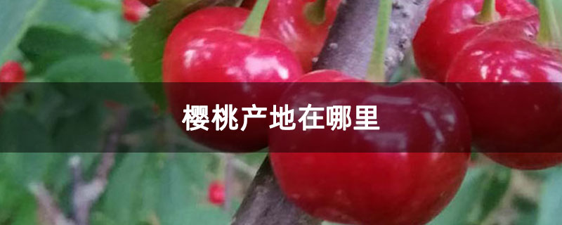 樱桃产地在哪里 樱桃产地在哪里