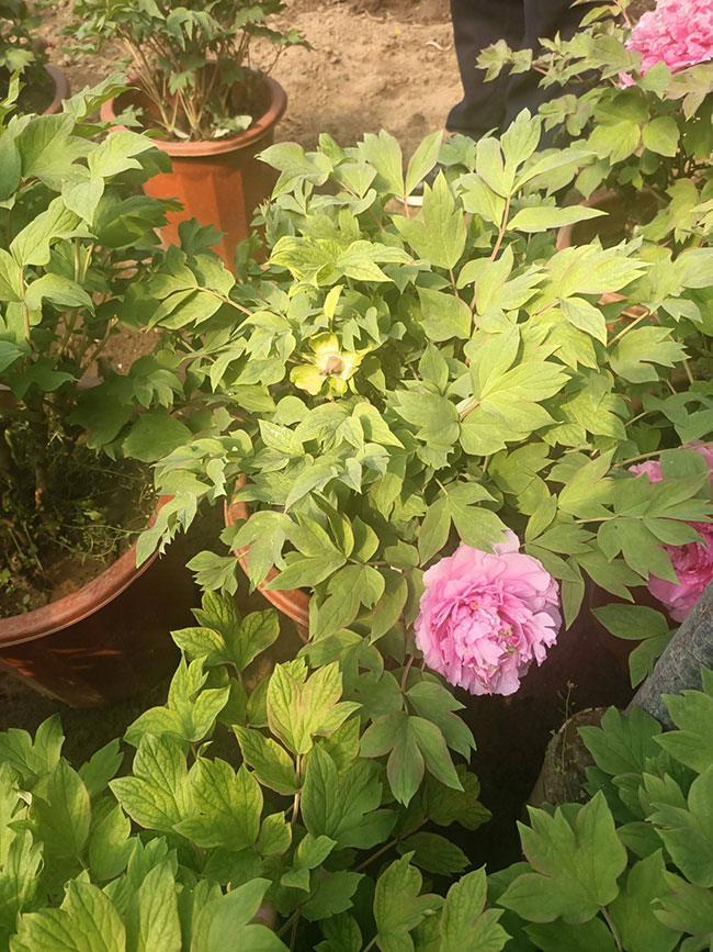 牡丹花的花语是什么?牡丹花的寓意和象征 牡丹花的花语是什么?牡丹花的寓意和象征