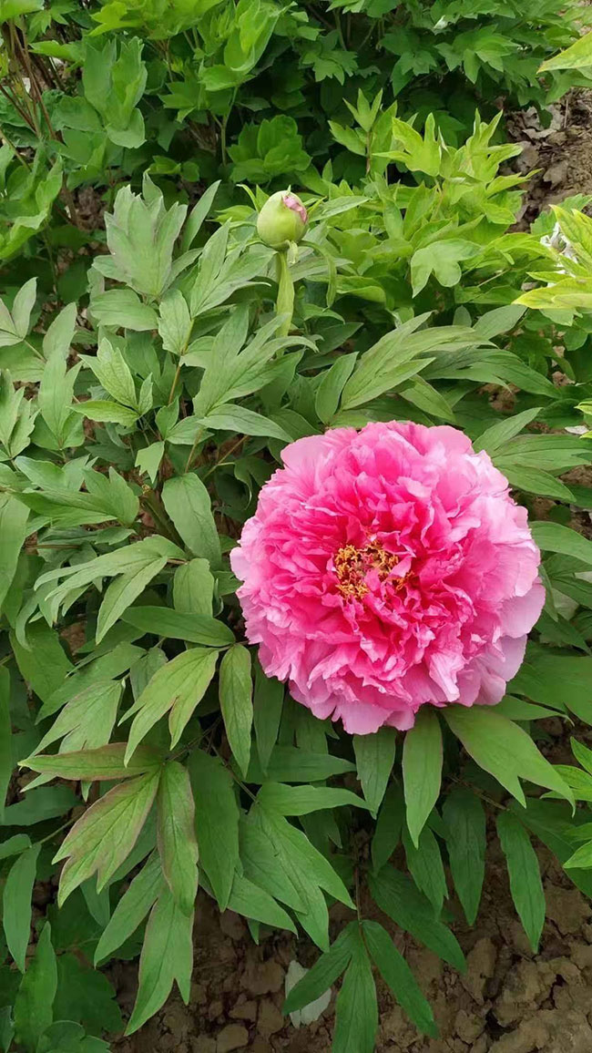 牡丹花的花语是什么?牡丹花的寓意和象征 牡丹花的花语是什么?牡丹花的寓意和象征
