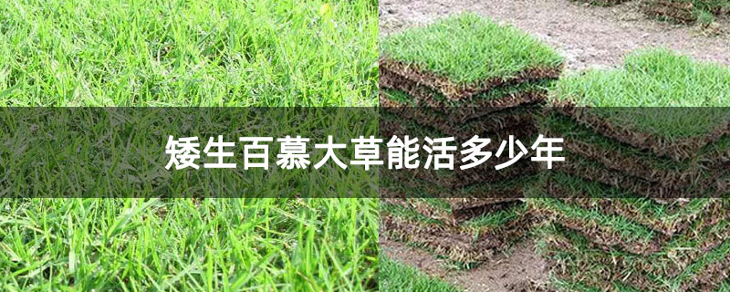 矮生百慕大草能活多少年 矮生百慕大草能活多少年