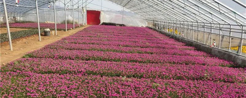 草花基地 草花基地