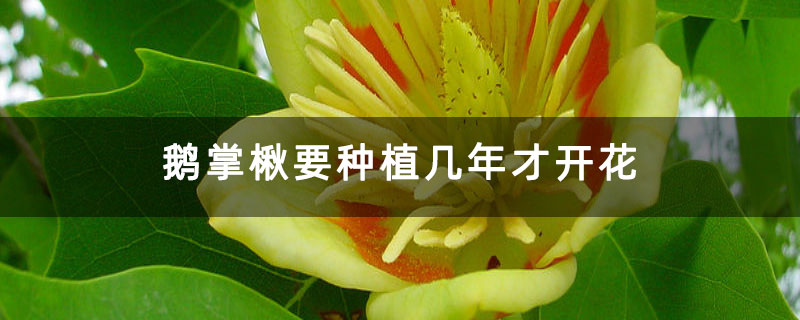 鹅掌楸要种植几年才开花 鹅掌楸要种植几年才开花