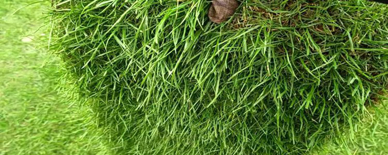 百喜草是冷地型草坪草吗 百喜草是冷地型草坪草吗