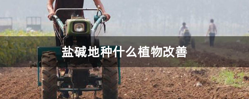盐碱地种什么植物改善 盐碱地种什么植物改善