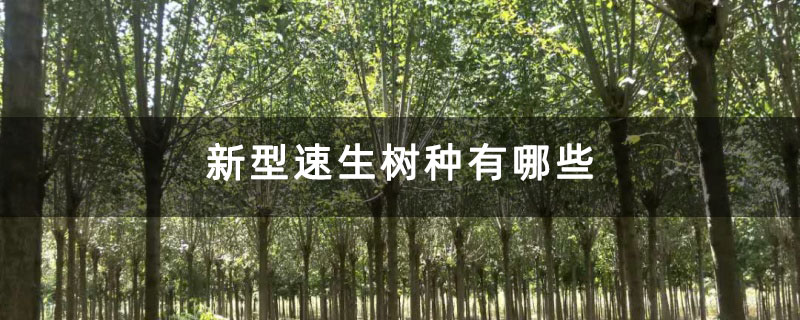 新型速生树种有哪些 新型速生树种有哪些