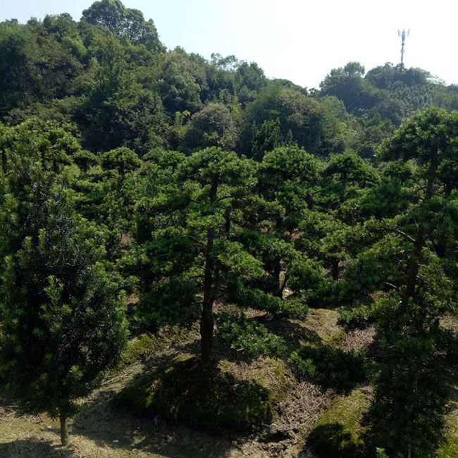 罗汉松产地在哪?中国罗汉松产地分布地区 罗汉松产地在哪?中国罗汉松产地分布地区