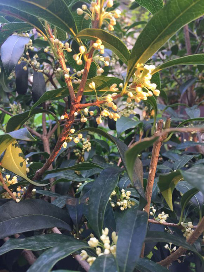 桂花的花语是什么?桂花的寓意和象征 桂花的花语是什么?桂花的寓意和象征