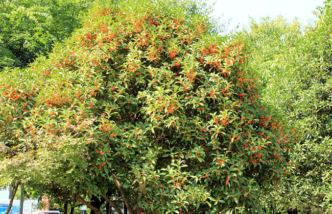 桂花的花语是什么?桂花的寓意和象征 桂花的花语是什么?桂花的寓意和象征