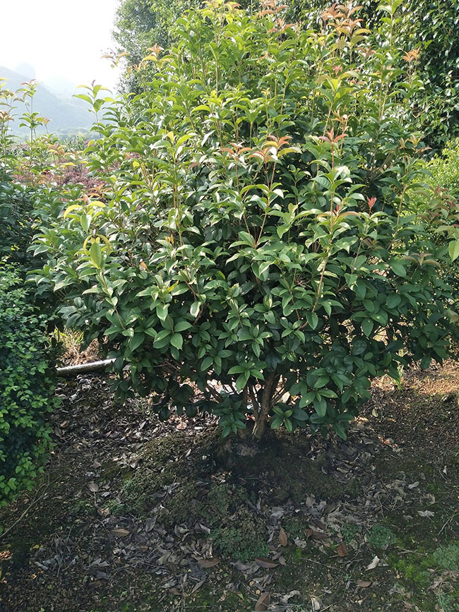 桂花的花语是什么?桂花的寓意和象征 桂花的花语是什么?桂花的寓意和象征