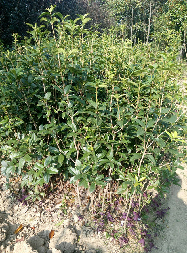 桂花的花语是什么?桂花的寓意和象征 桂花的花语是什么?桂花的寓意和象征