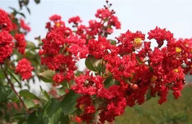 1588922415533349.jpg 观赏性花树有哪些?适合庭院外栽什么花树好?