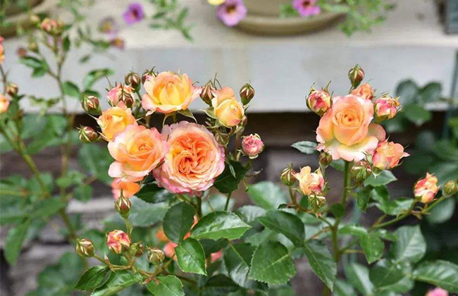 1588922416661594.jpg 观赏性花树有哪些?适合庭院外栽什么花树好?