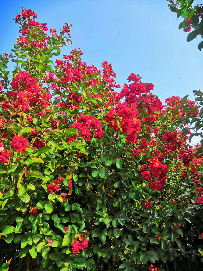 1588922416273677.jpg 观赏性花树有哪些?适合庭院外栽什么花树好?