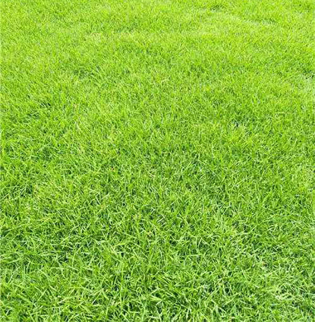 果岭草 果岭草