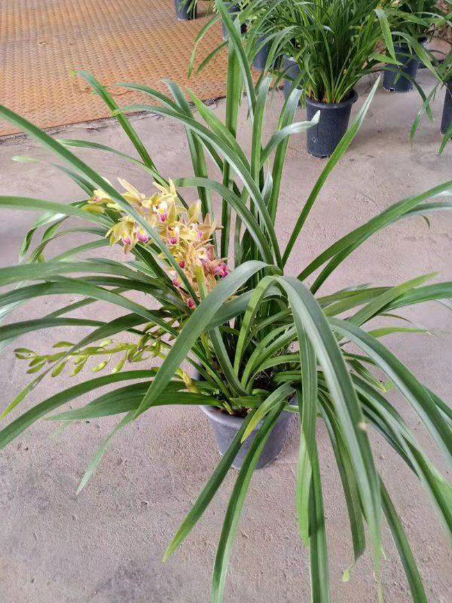 兰花的花语是什么?兰花的寓意和象征 兰花的花语是什么?兰花的寓意和象征