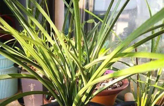 兰花的花语是什么?兰花的寓意和象征 兰花的花语是什么?兰花的寓意和象征