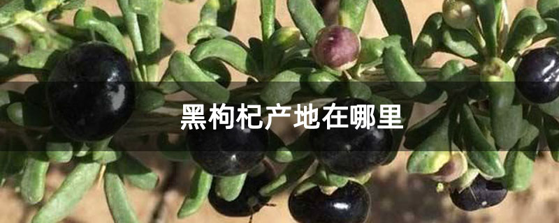 黑枸杞产地在哪里 黑枸杞产地在哪里