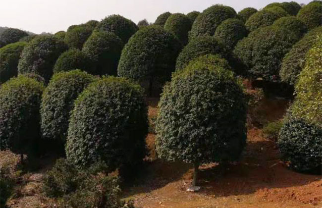 网上如何销售苗木?怎样把苗木销售出去? 网上如何销售苗木?怎样把苗木销售出去?
