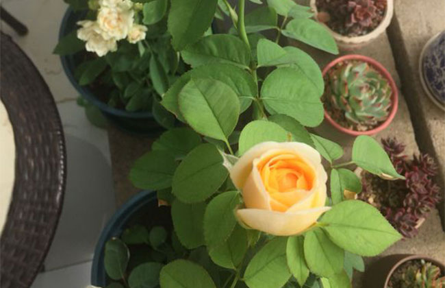 月季花有哪些品种?月季品种介绍大全 月季花有哪些品种?月季品种介绍大全
