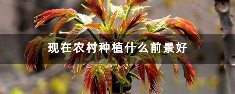 现在农村种植什么前景好 现在农村种植什么前景好