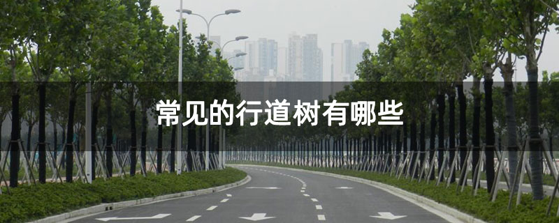 常见的行道树有哪些 常见的行道树有哪些