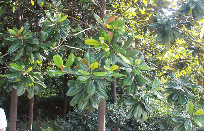 1573520472275800.jpg 广玉兰的种植前景和行情分析