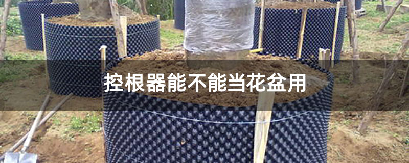 控根器能不能当花盆用 控根器能不能当花盆用
