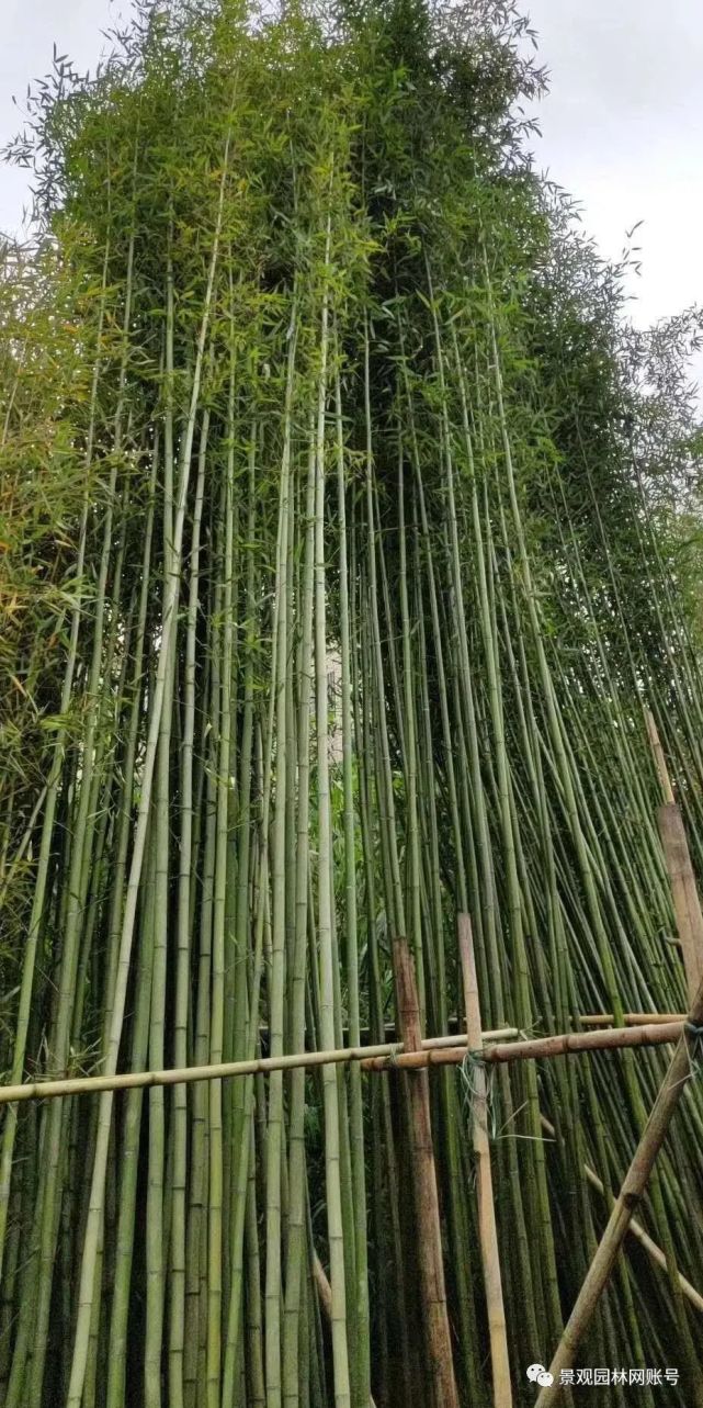 竹子的种类(竹子的种类有多少)