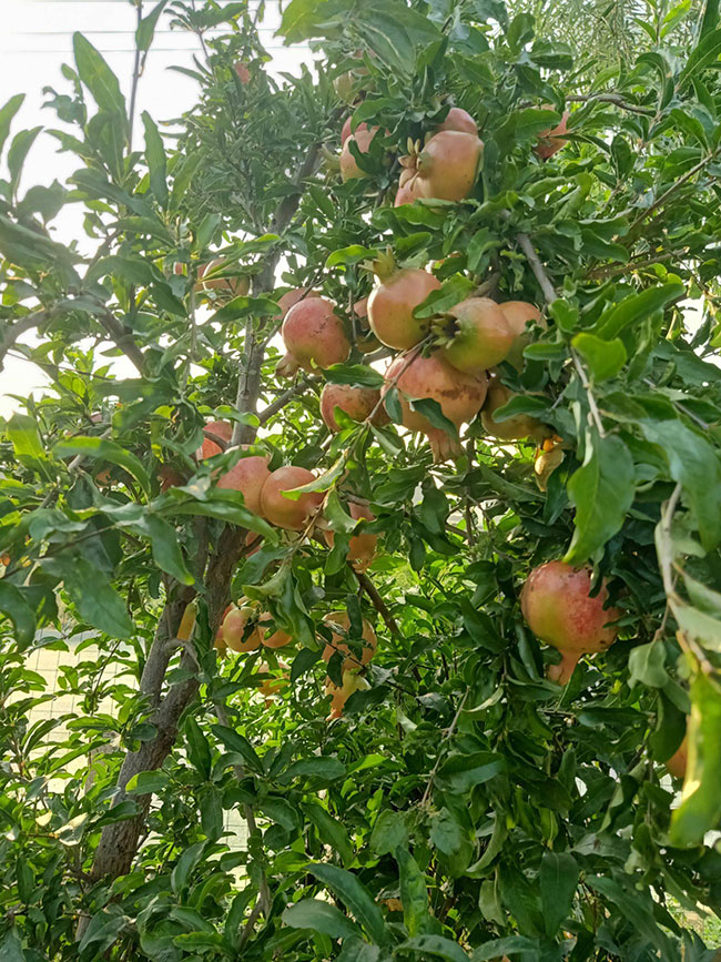 石榴苗 石榴苗