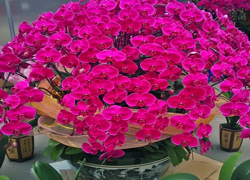 父亲过生日送什么鲜花最合适 0ZA23357-0.jpg