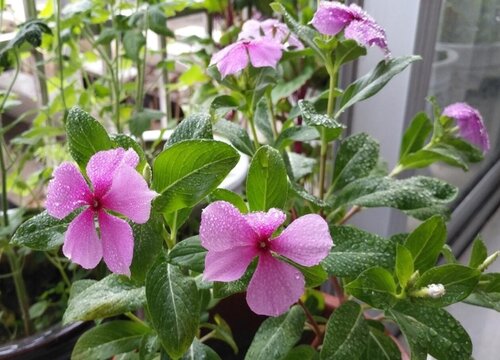 四季梅花期养殖方法