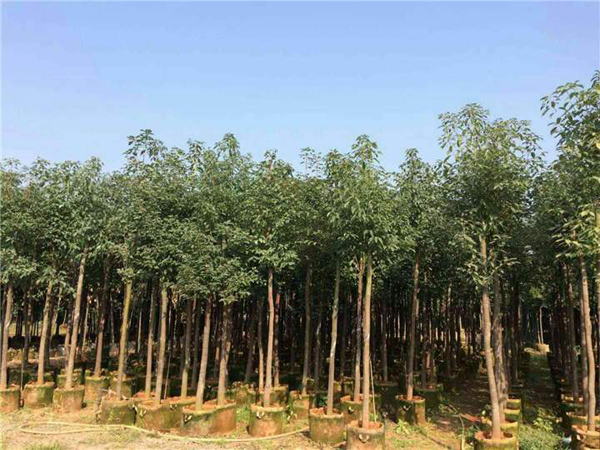 香樟树种植基地 香樟树种植基地