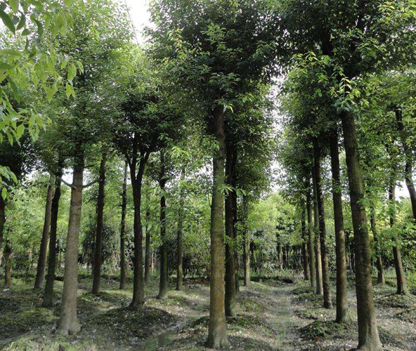香樟树种植基地 香樟树种植基地